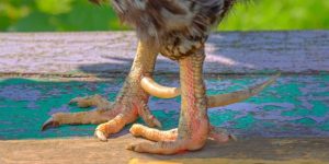 cách lên cựa gà