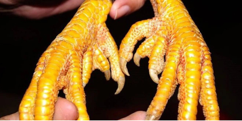 Hướng dẫn chi tiết cách lên cựa gà