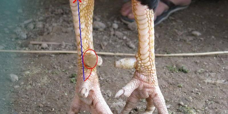 Khi nào cần áp dụng cách lên cựa gà?