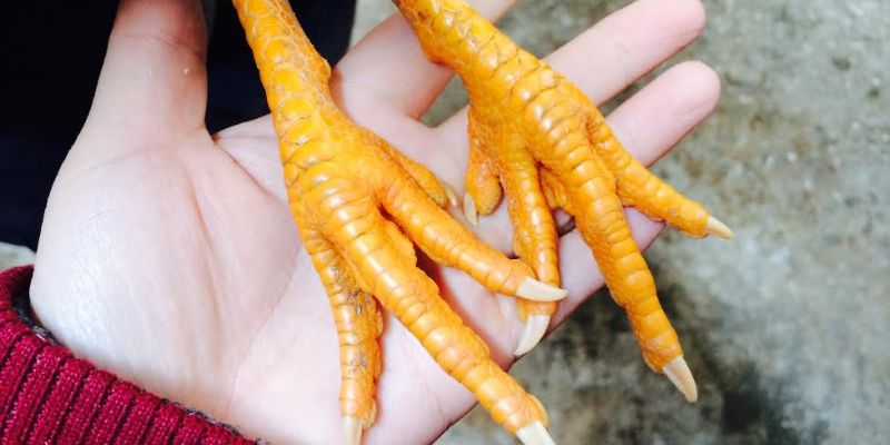 Tại sao việc chọn gà theo loại vảy lại quan trọng