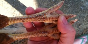 các loại vảy gà